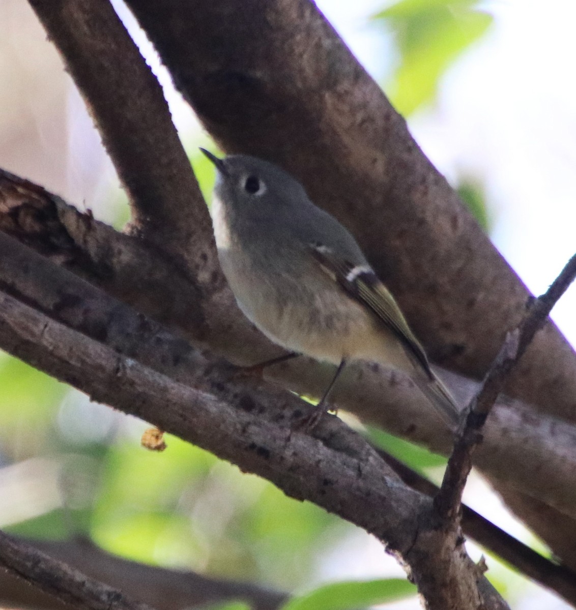 Ruby-crowned Kinglet - ML628265550