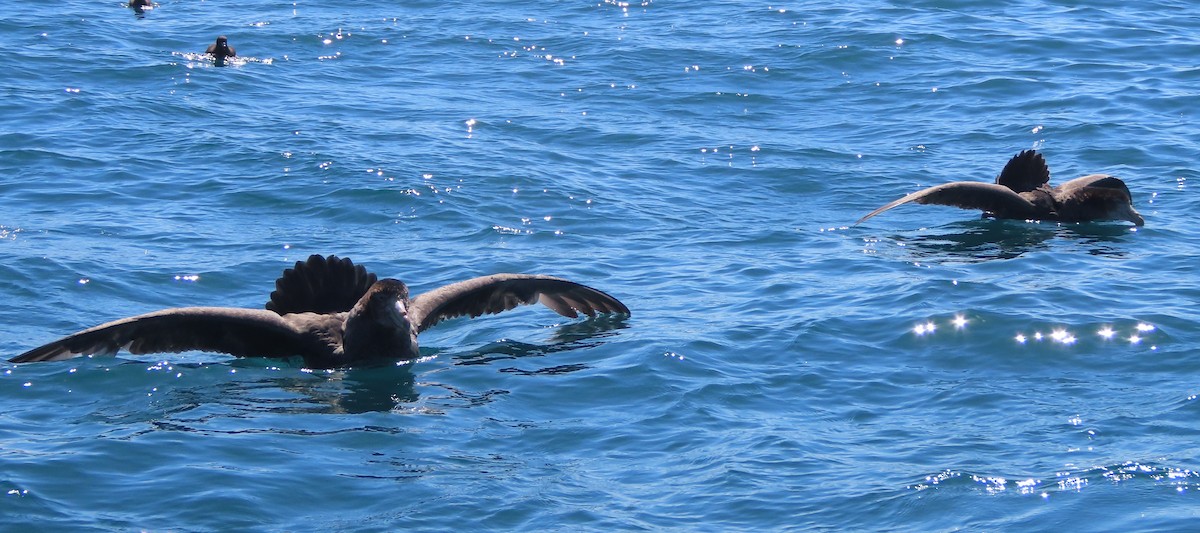 Northern Giant-Petrel - ML628265771