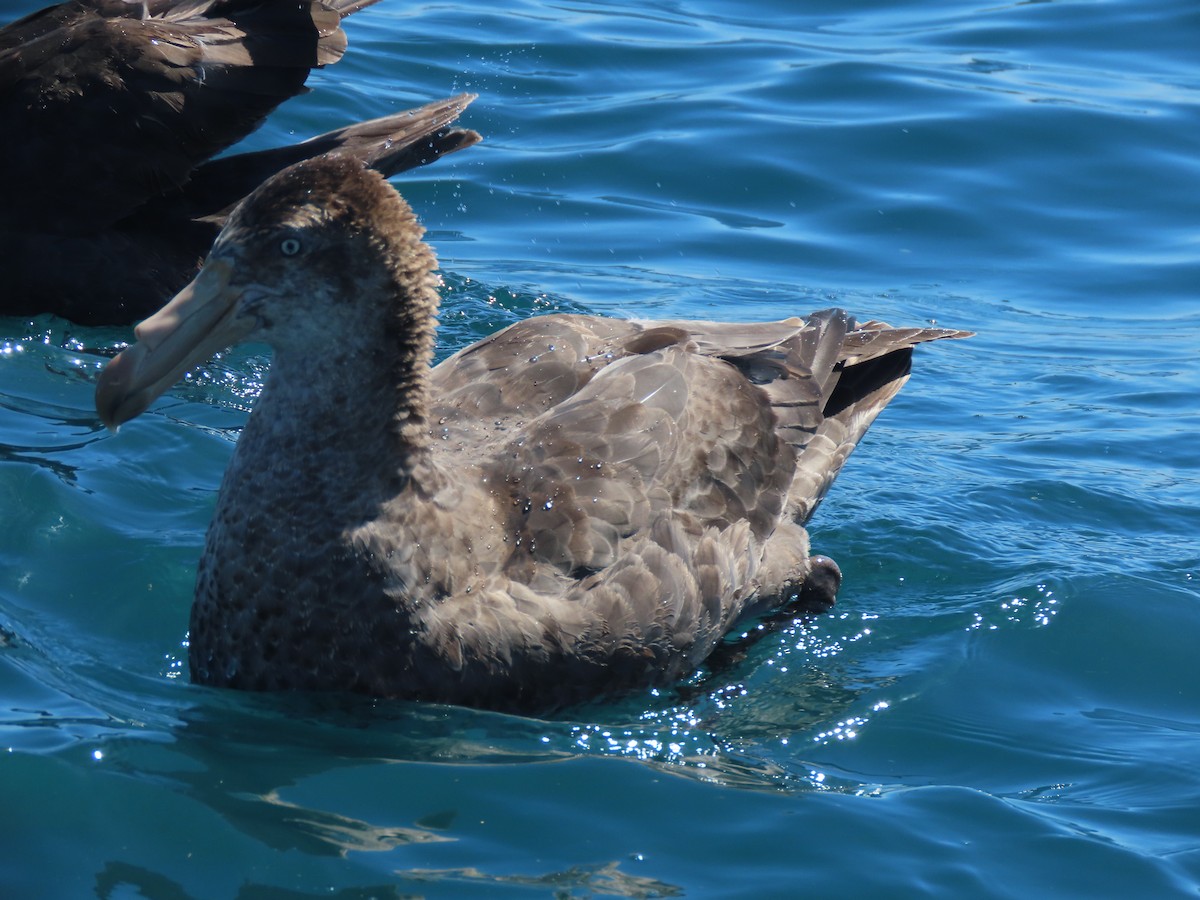 Northern Giant-Petrel - ML628265772