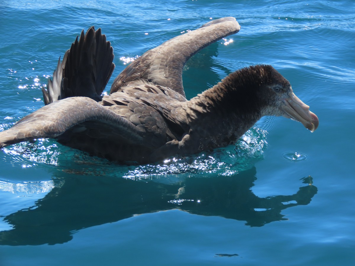 Northern Giant-Petrel - ML628265773