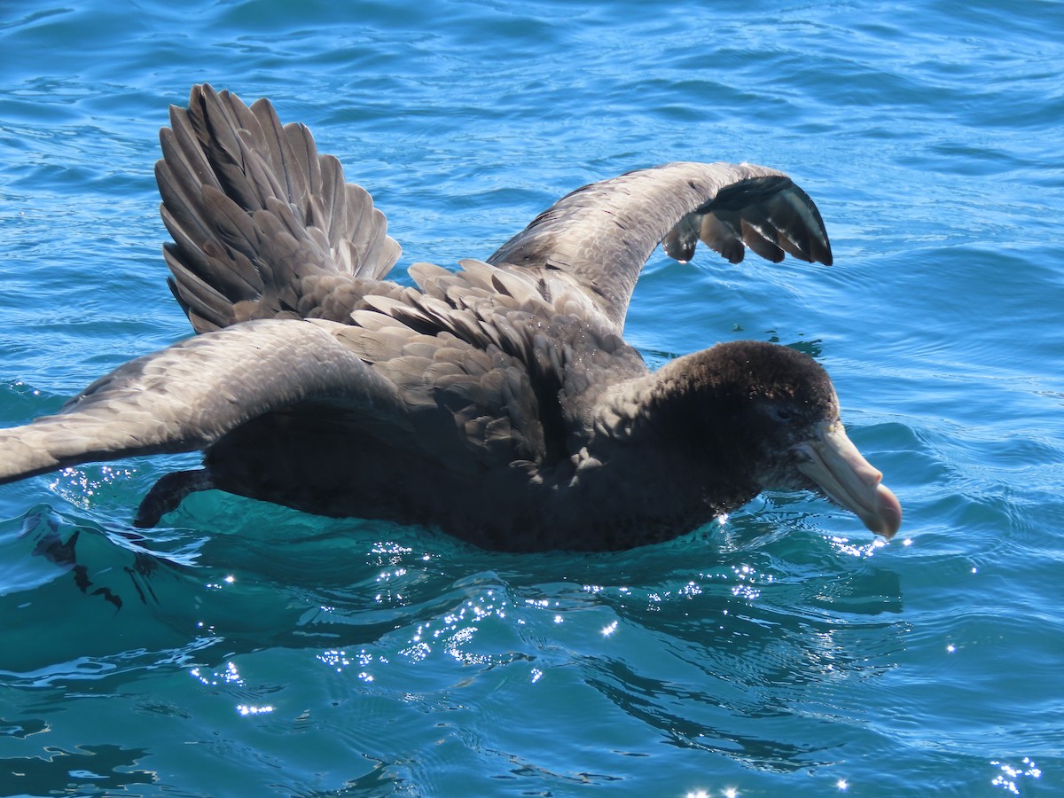 Northern Giant-Petrel - ML628265774