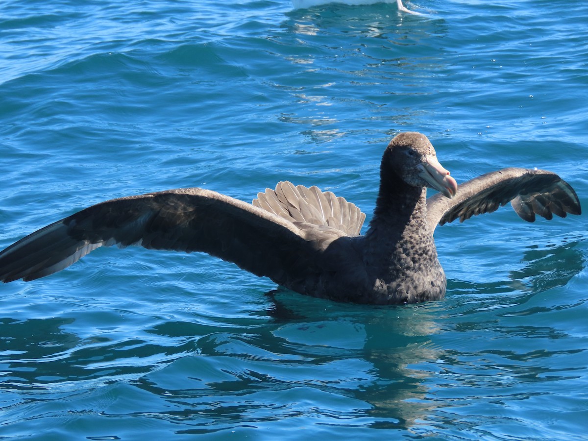 Northern Giant-Petrel - ML628265775