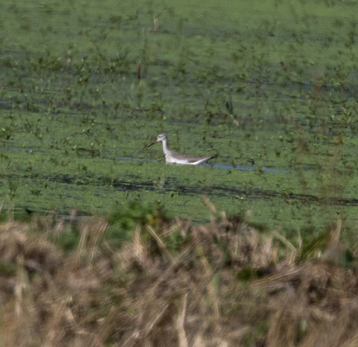 Greater Yellowlegs - ML628265845