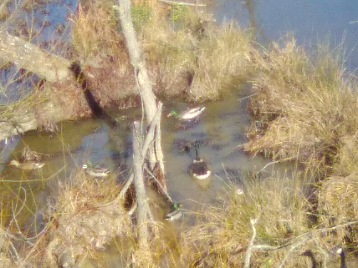 Mallard - ML628265893