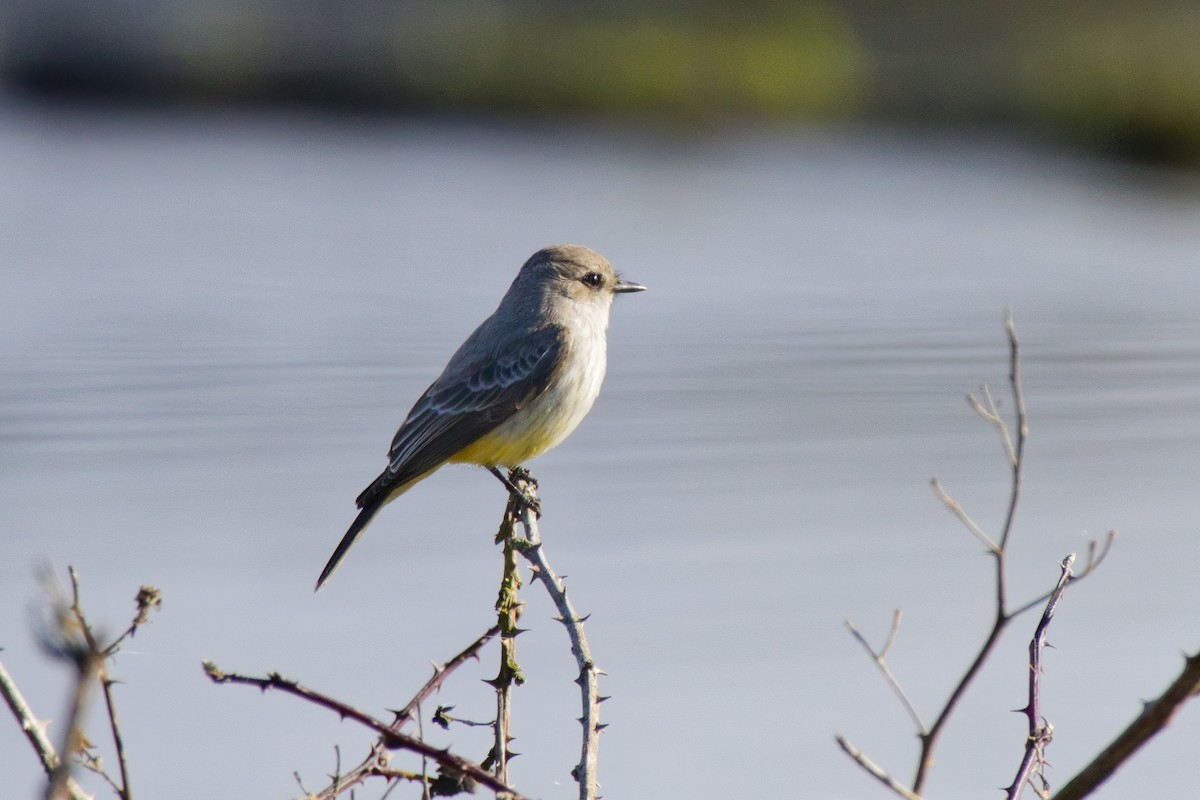 Vermilion Flycatcher - ML628265963