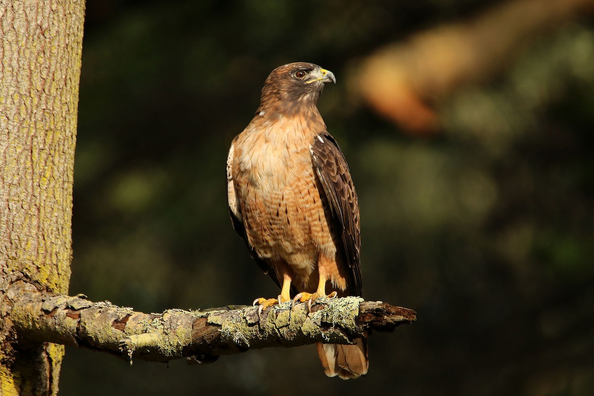 Red-tailed Hawk - ML628266113
