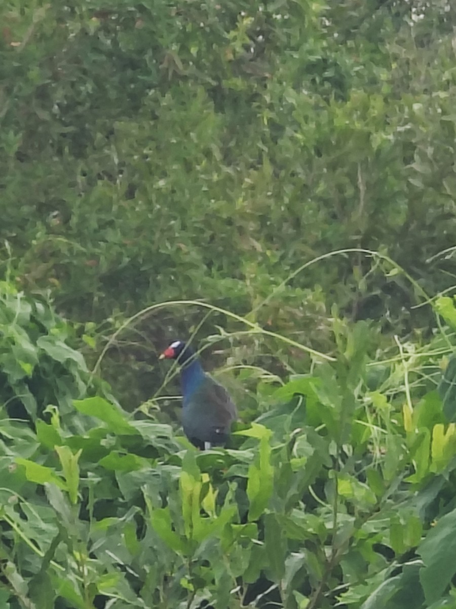 Purple Gallinule - ML628266130