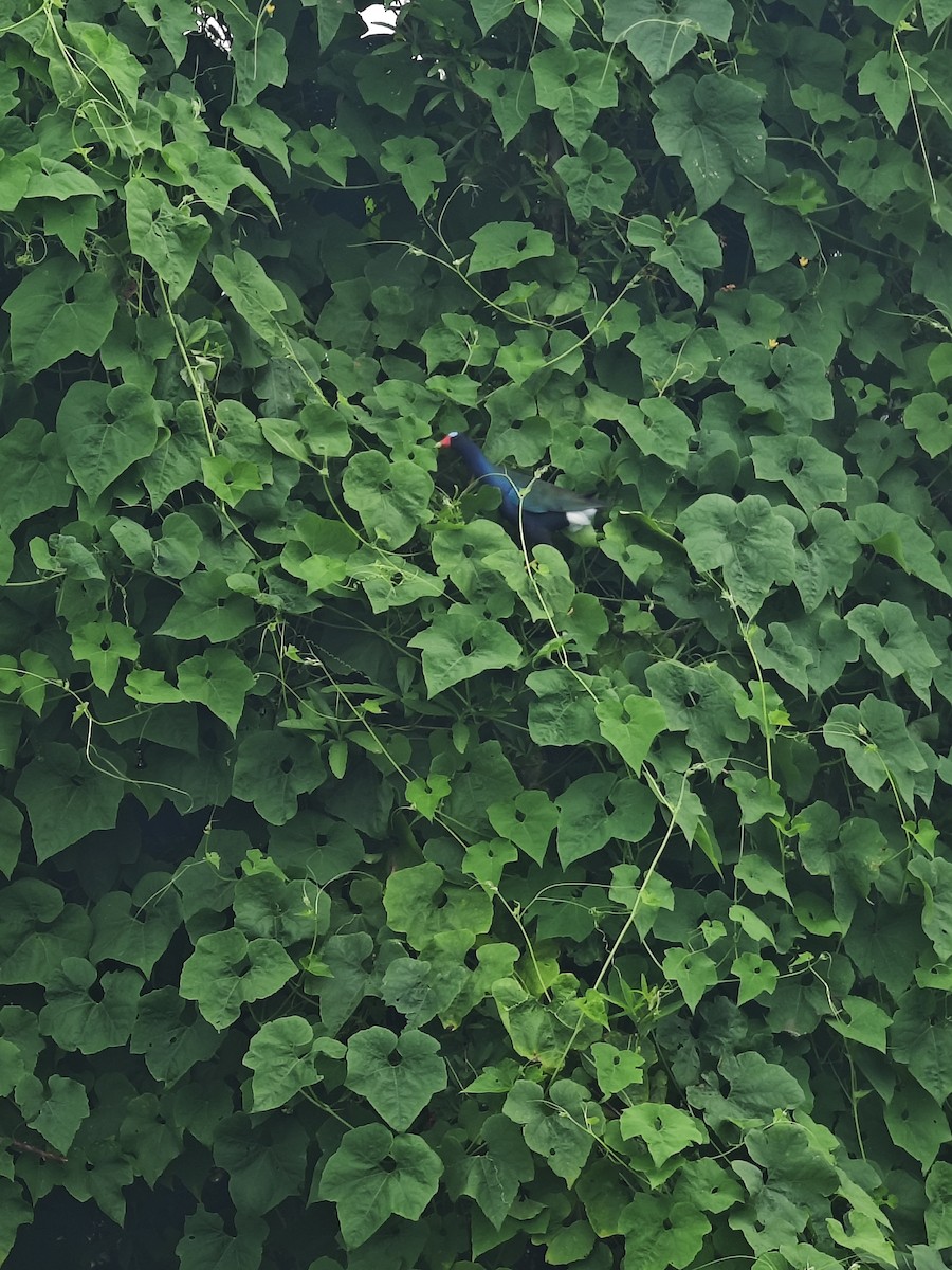 Purple Gallinule - ML628266131