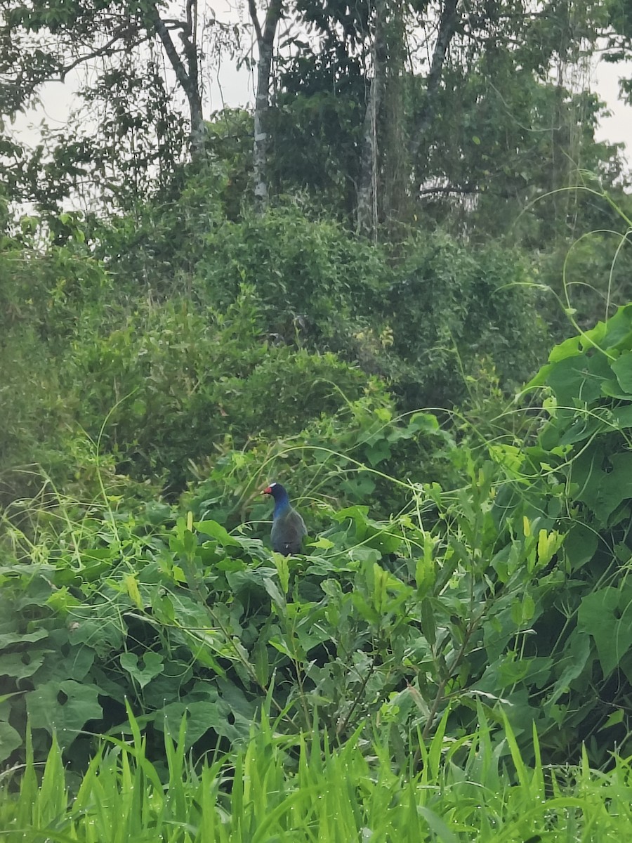 Purple Gallinule - ML628266132