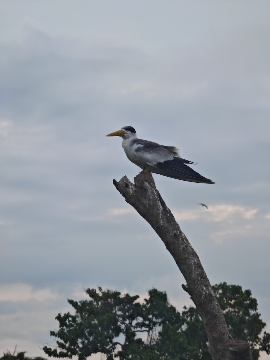 Large-billed Tern - ML628266240