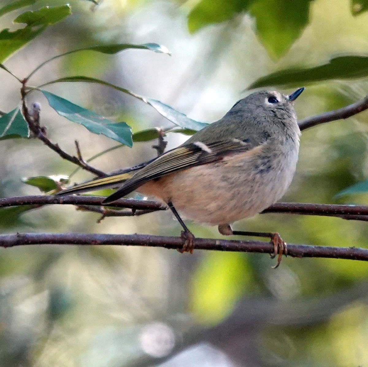 Ruby-crowned Kinglet - ML628266242