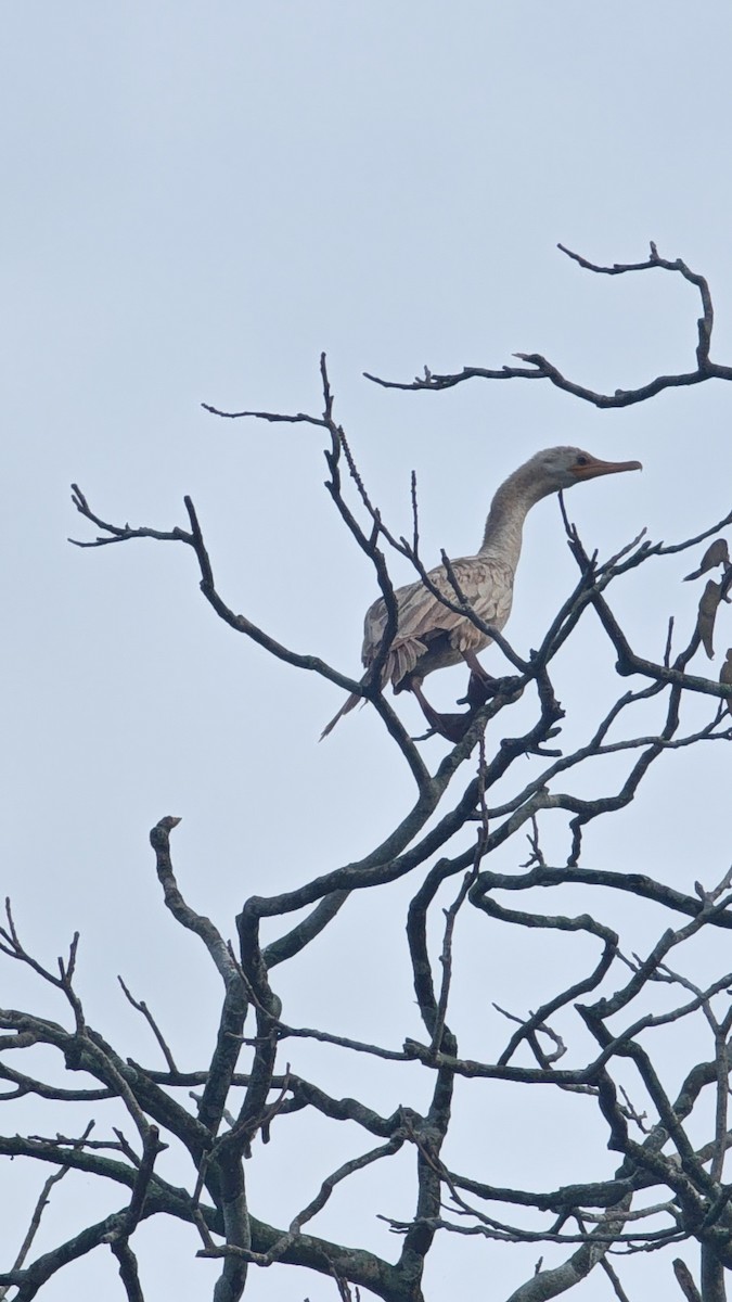 Neotropic Cormorant - ML628266291