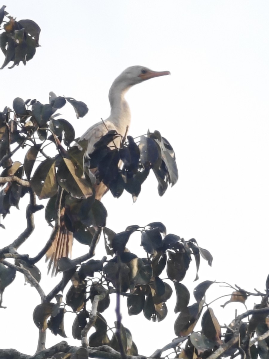 Neotropic Cormorant - ML628266292