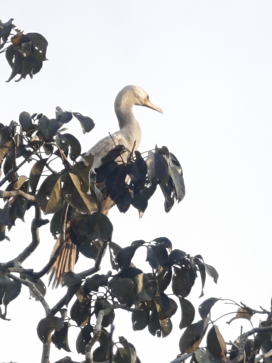 Neotropic Cormorant - ML628266294