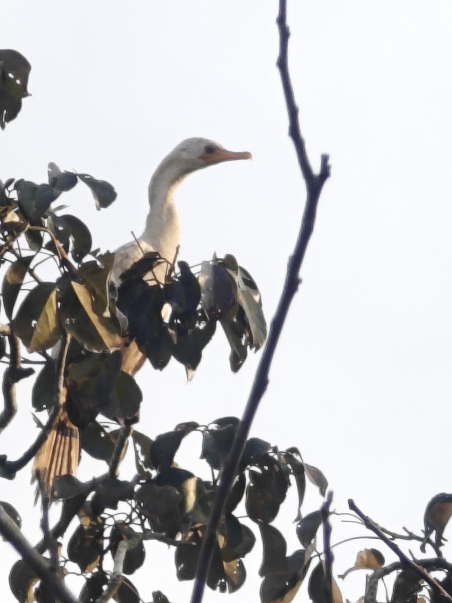 Neotropic Cormorant - ML628266295