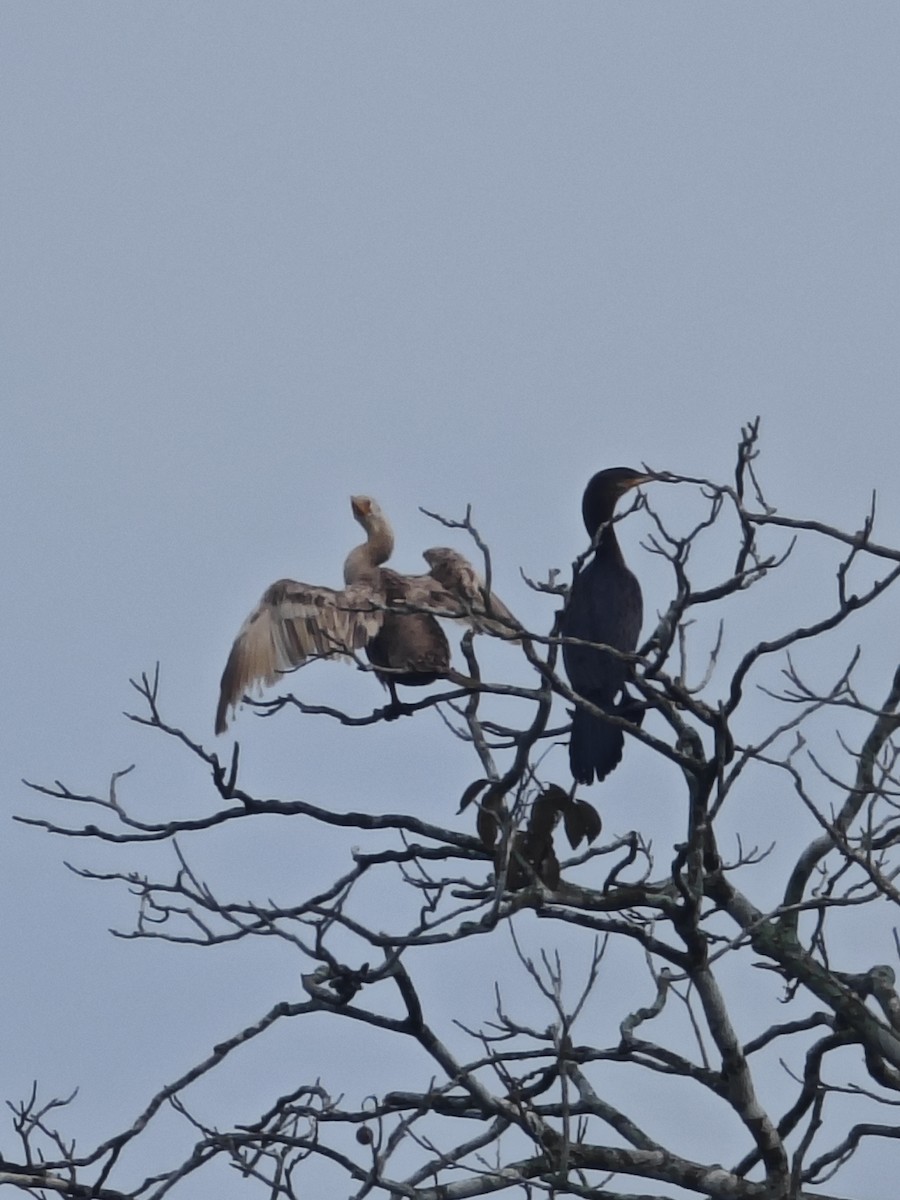 Neotropic Cormorant - ML628266296
