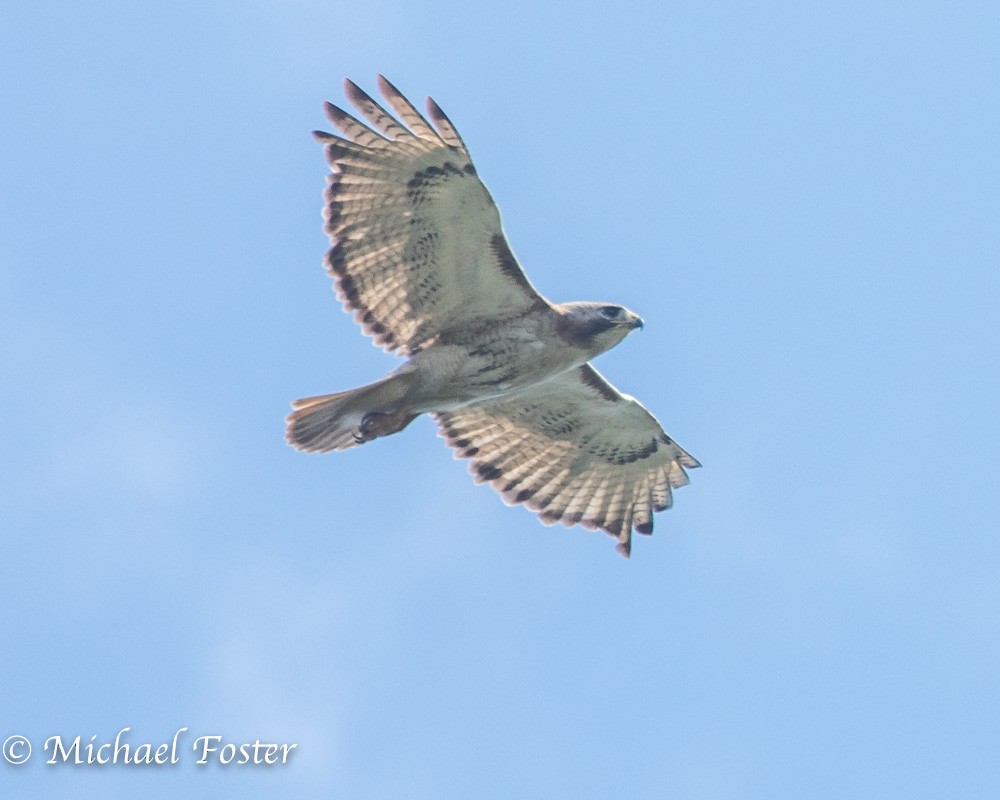 Red-tailed Hawk - Michael Foster