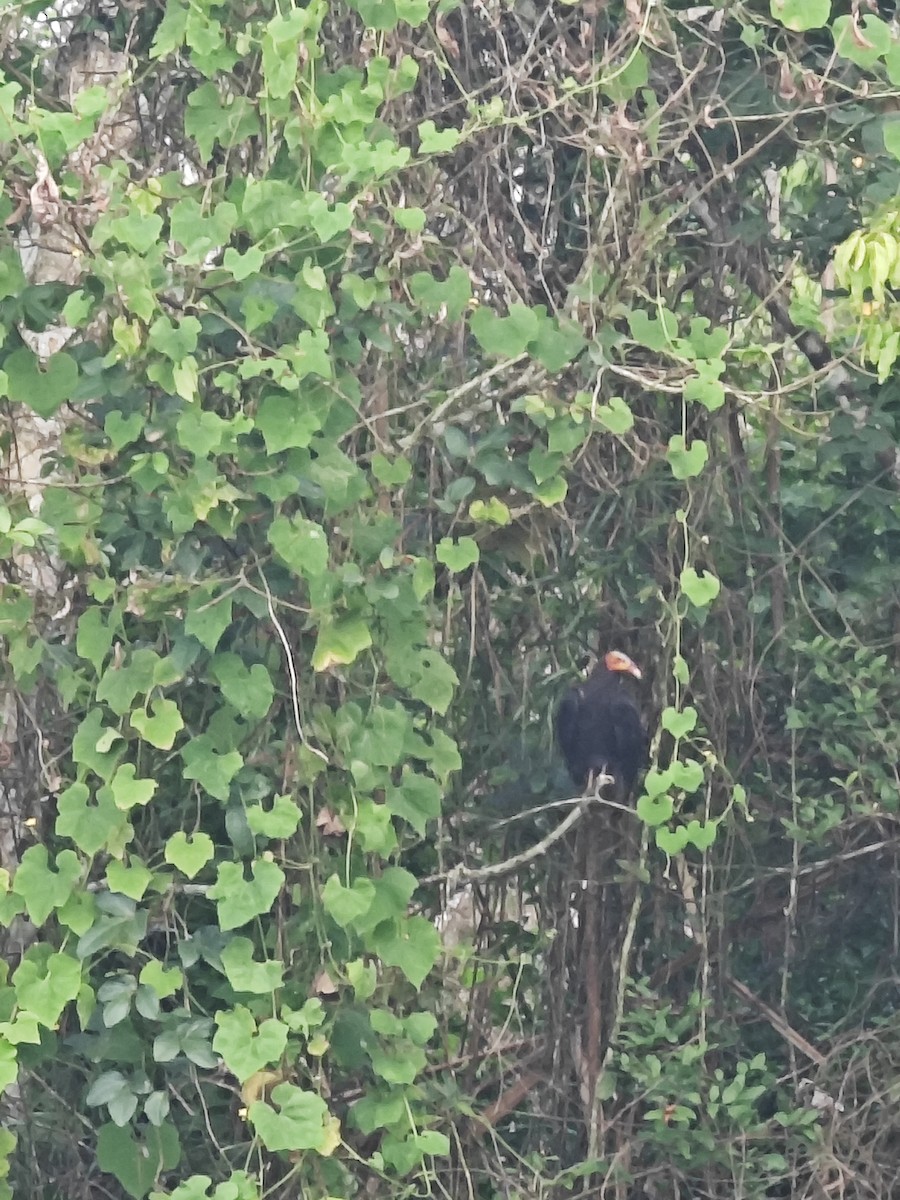 Lesser Yellow-headed Vulture - ML628266373
