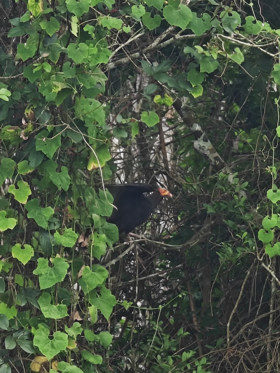 Lesser Yellow-headed Vulture - ML628266374