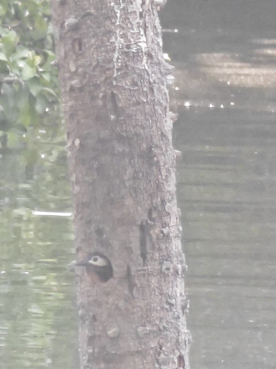 Spot-breasted Woodpecker - ML628266388