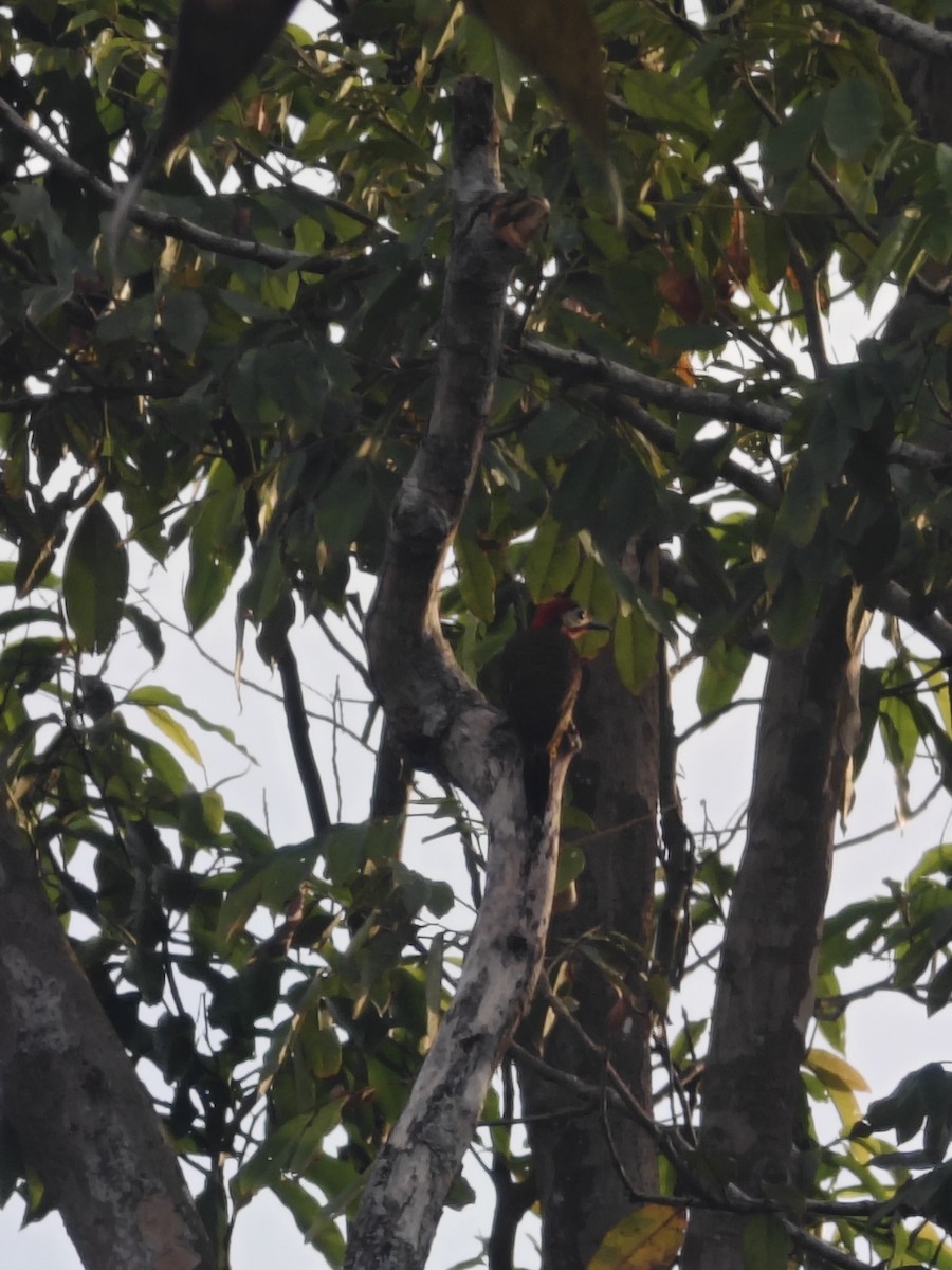 Spot-breasted Woodpecker - ML628266389