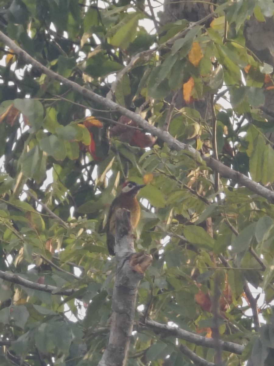 Spot-breasted Woodpecker - ML628266390
