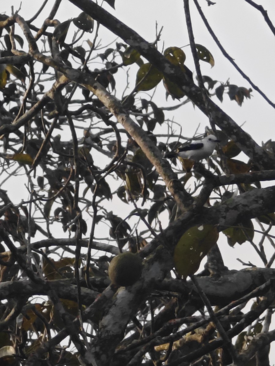 Pied Water-Tyrant - ML628266450