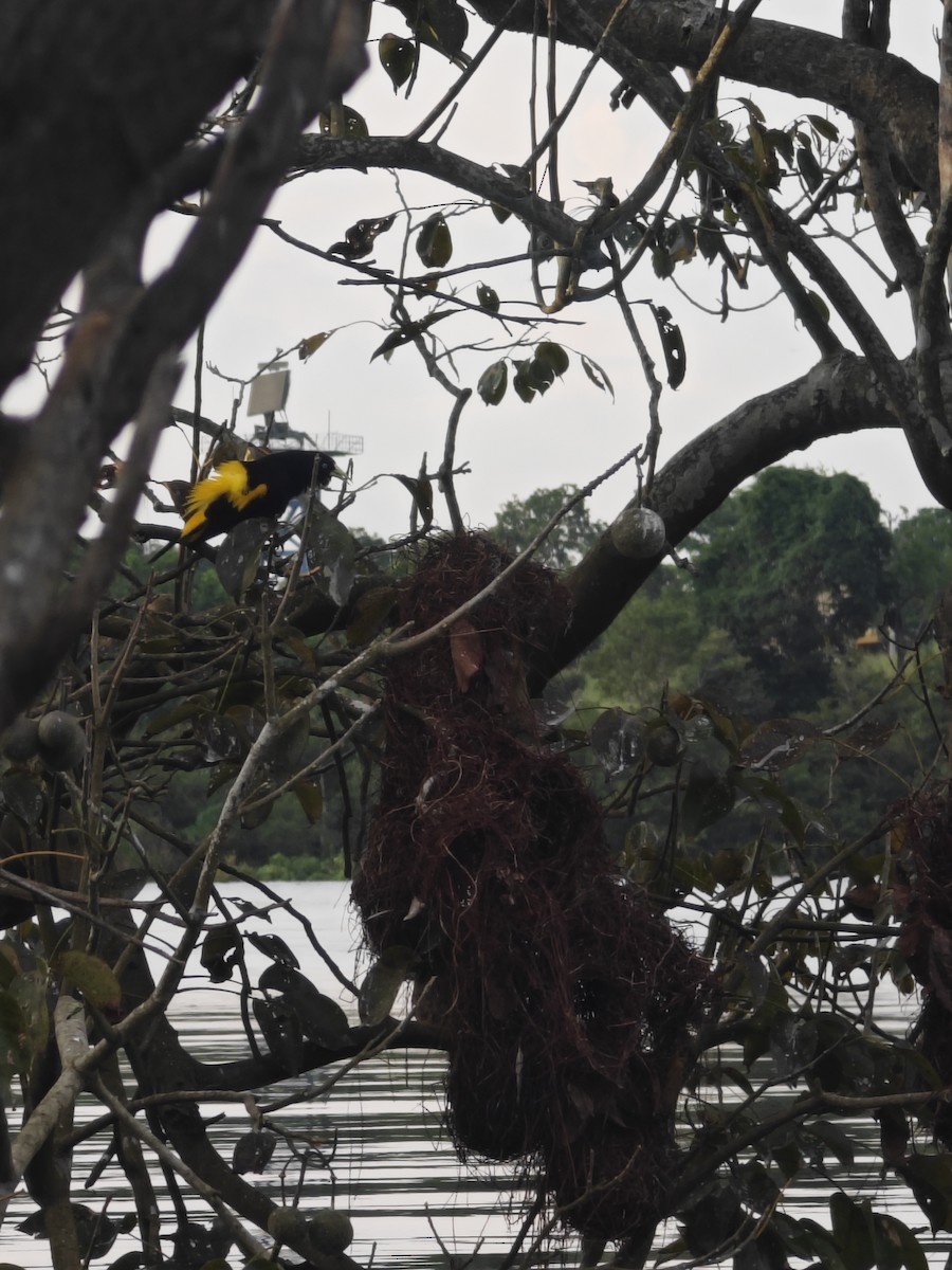 Yellow-rumped Cacique - ML628266465