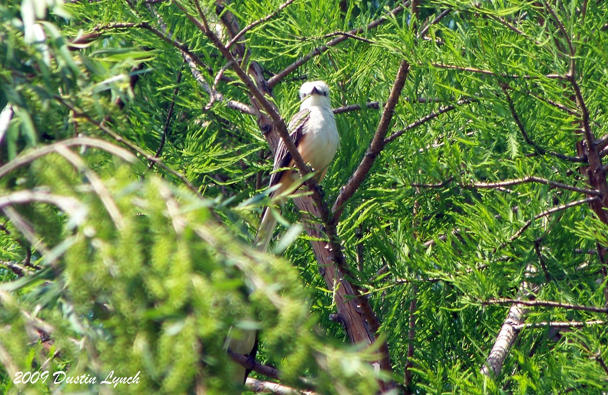 Scissor-tailed Flycatcher - ML628266581