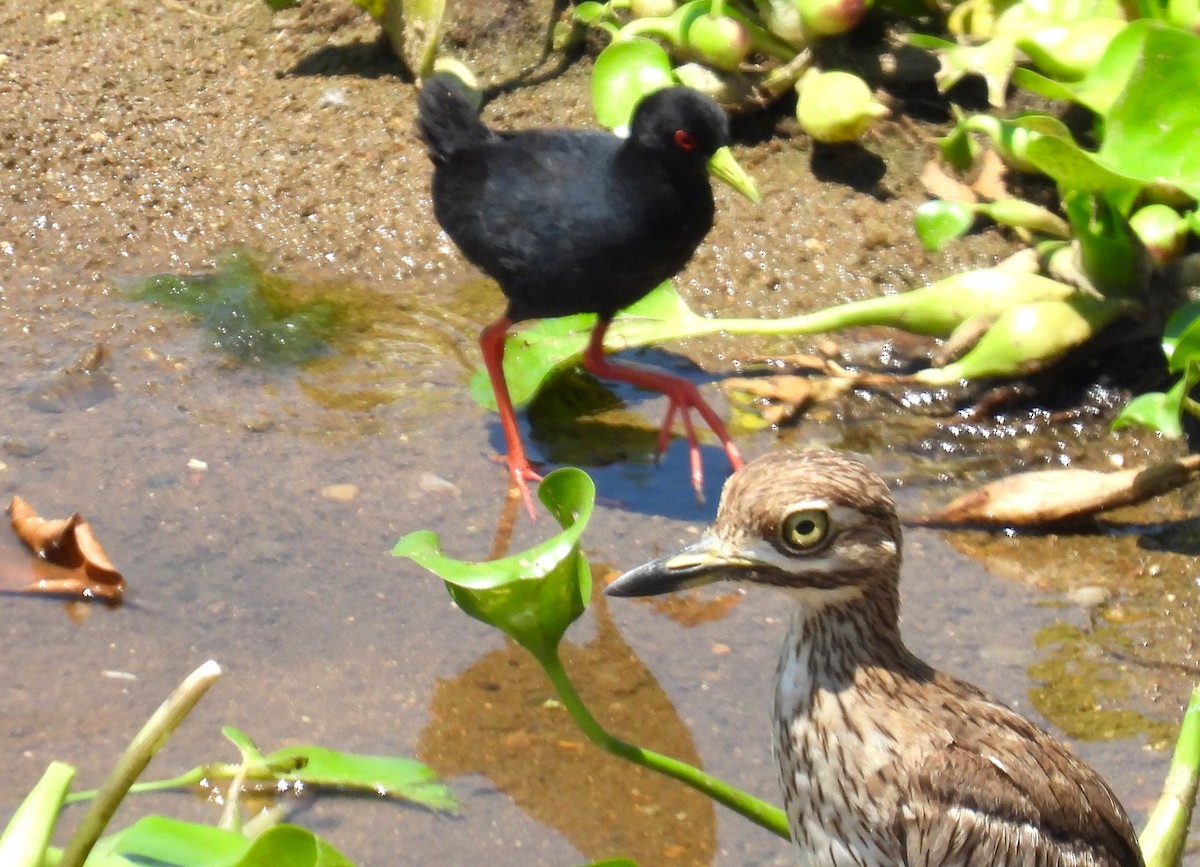 Black Crake - ML628266648