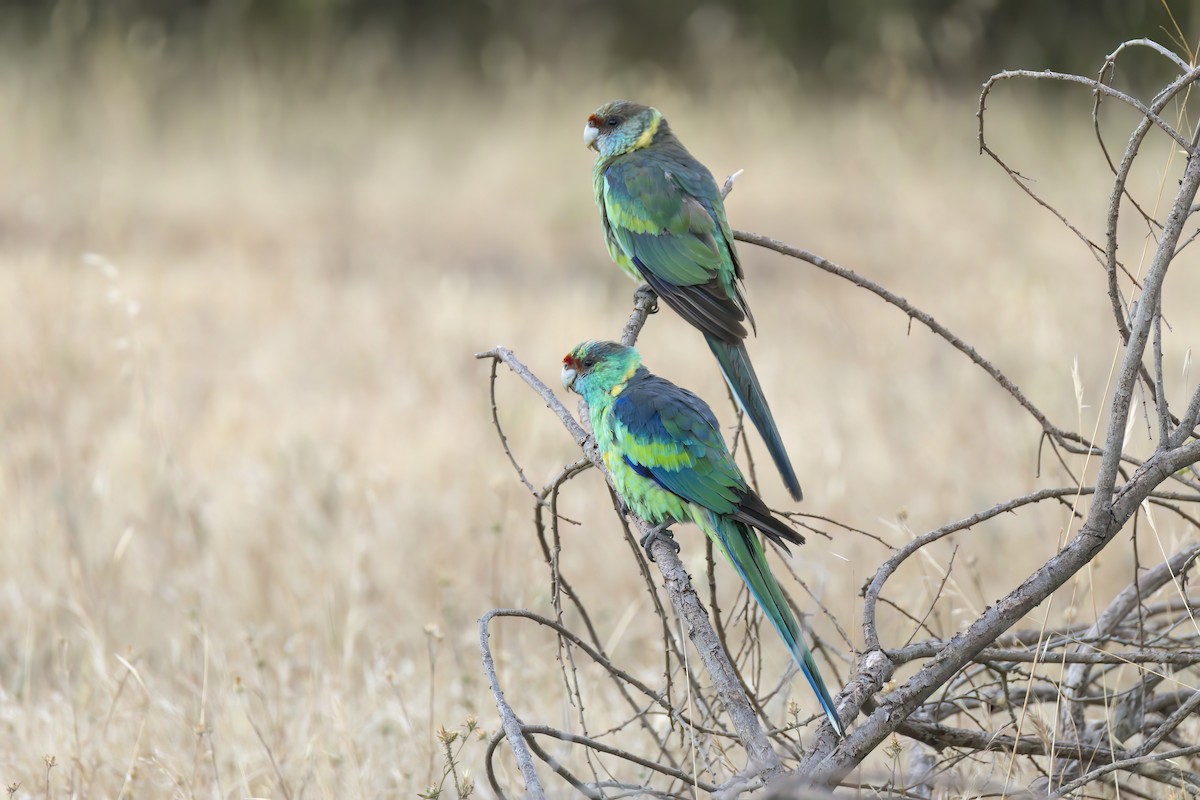 Australian Ringneck - ML628266706