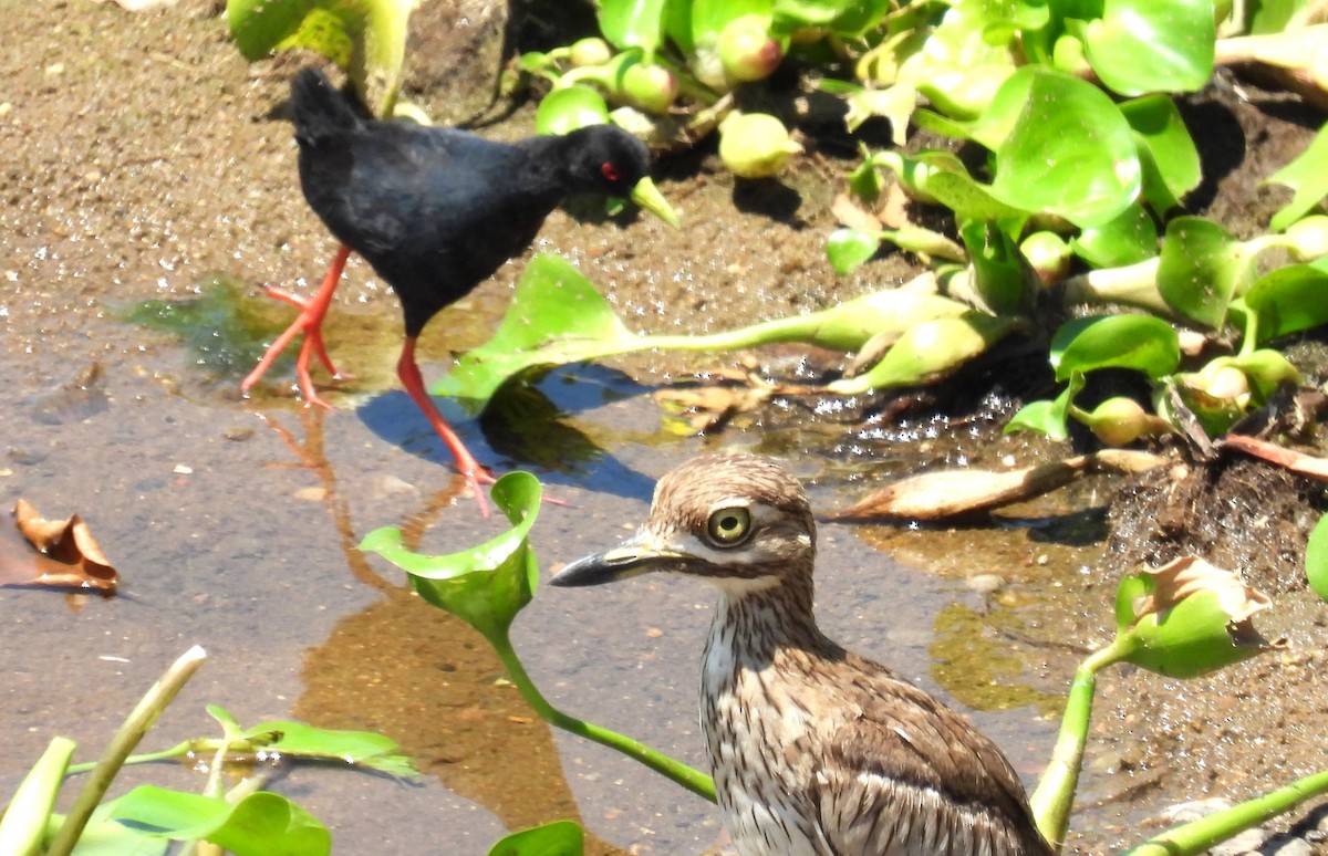 Black Crake - ML628266757