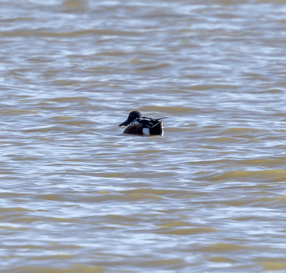 Northern Shoveler - ML628266766