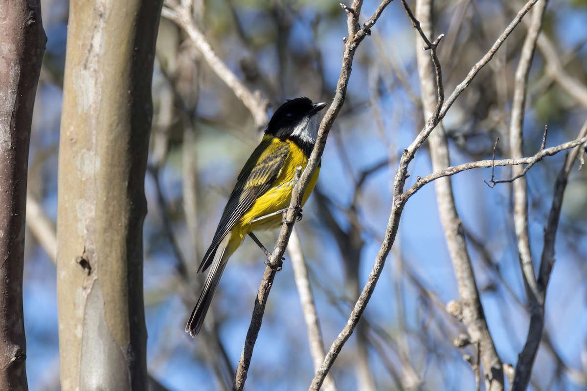 Golden Whistler (Western) - ML628266775
