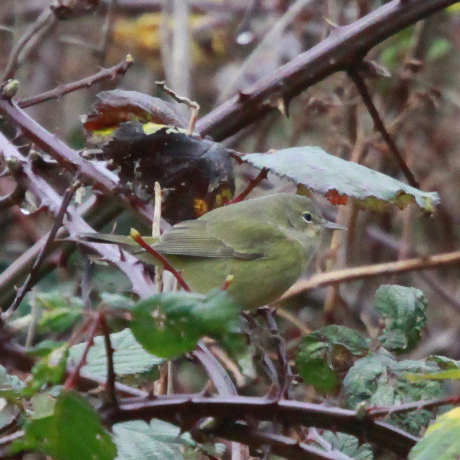 Orange-crowned Warbler - ML628266802