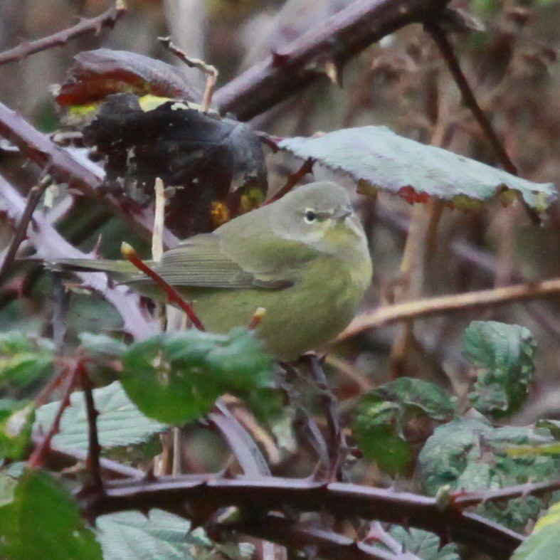 Orange-crowned Warbler - ML628266808