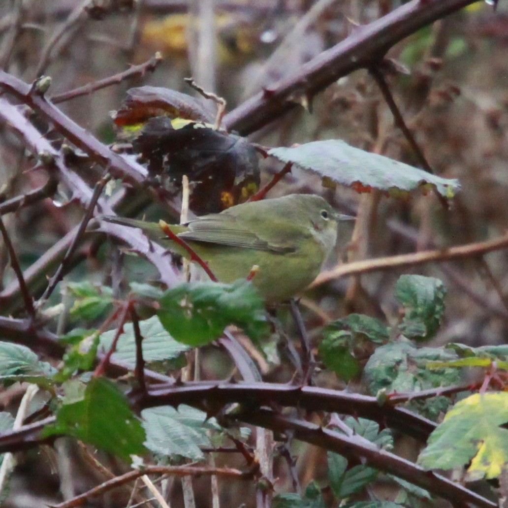 Orange-crowned Warbler - ML628266820