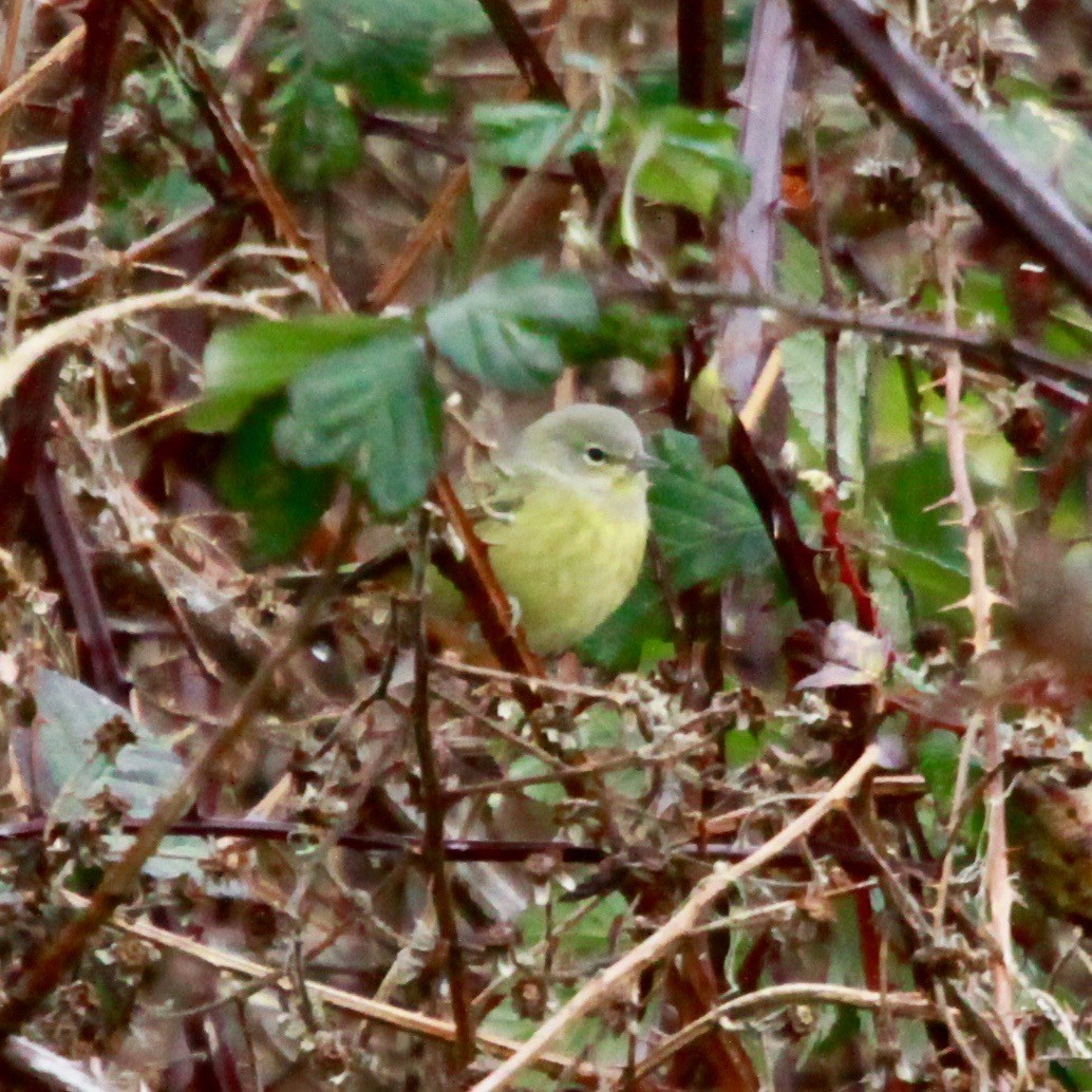 Orange-crowned Warbler - ML628266829