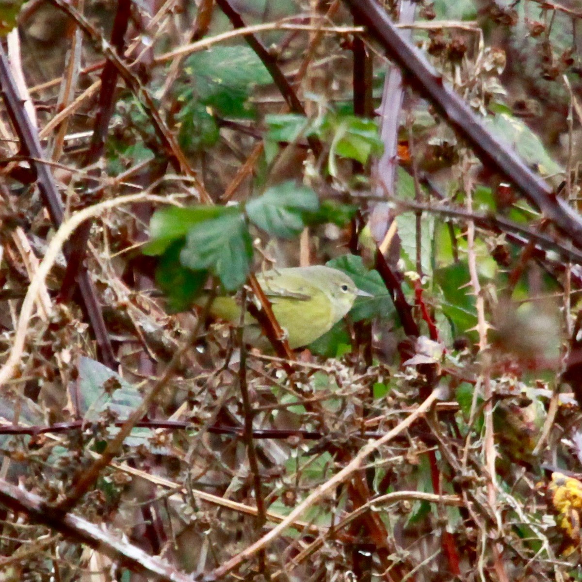 Orange-crowned Warbler - ML628266833