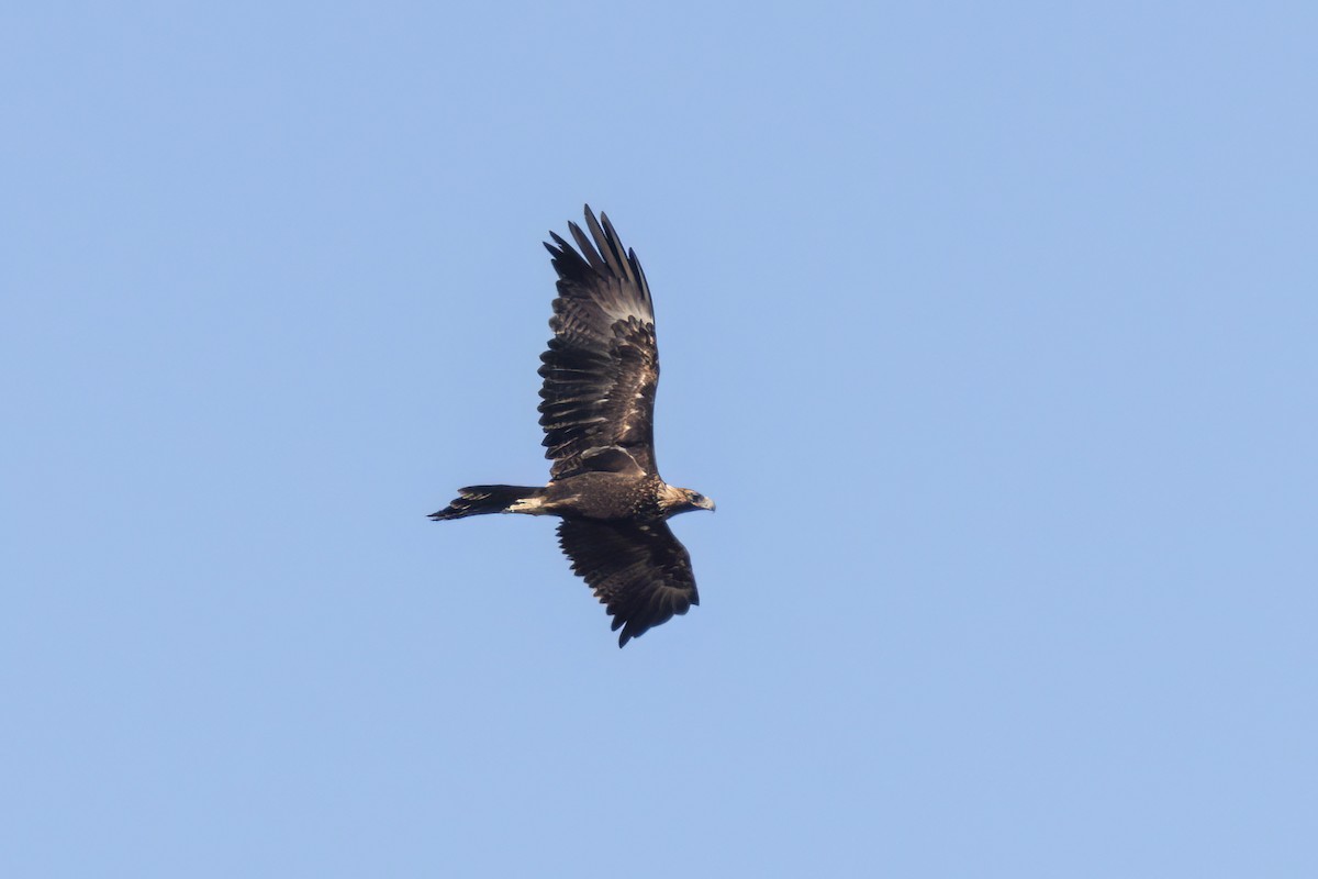 Wedge-tailed Eagle - ML628266858