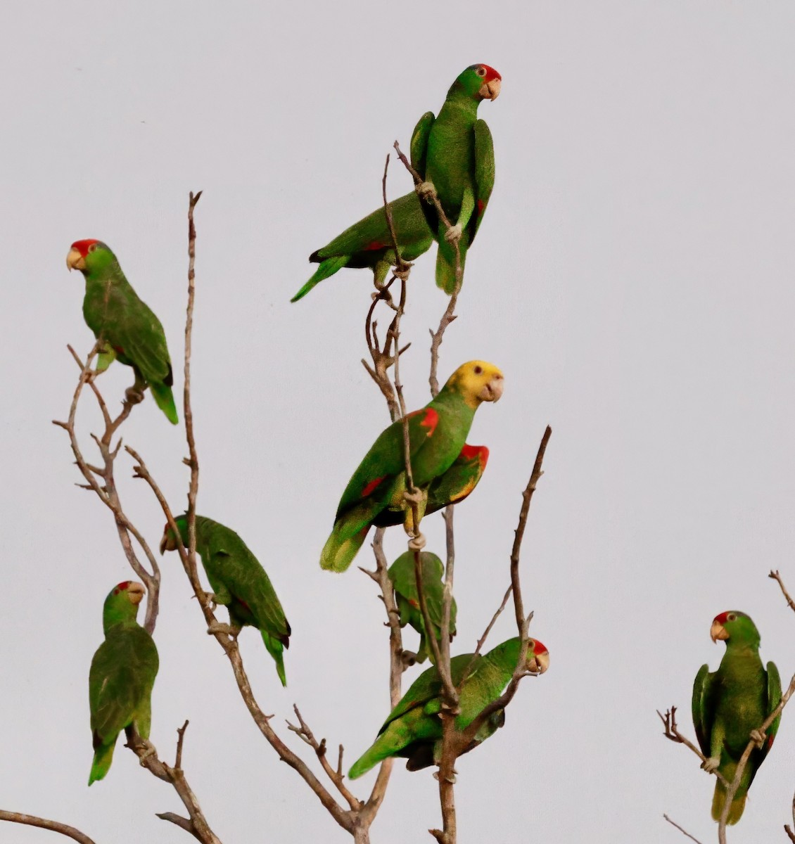 Yellow-headed Amazon (Mainland) - Adam Dudley