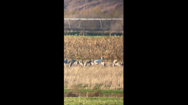 Whooping Crane - ML628267061