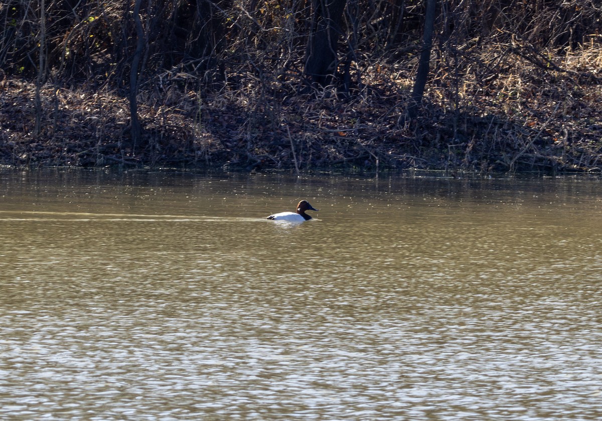 Canvasback - ML628267270