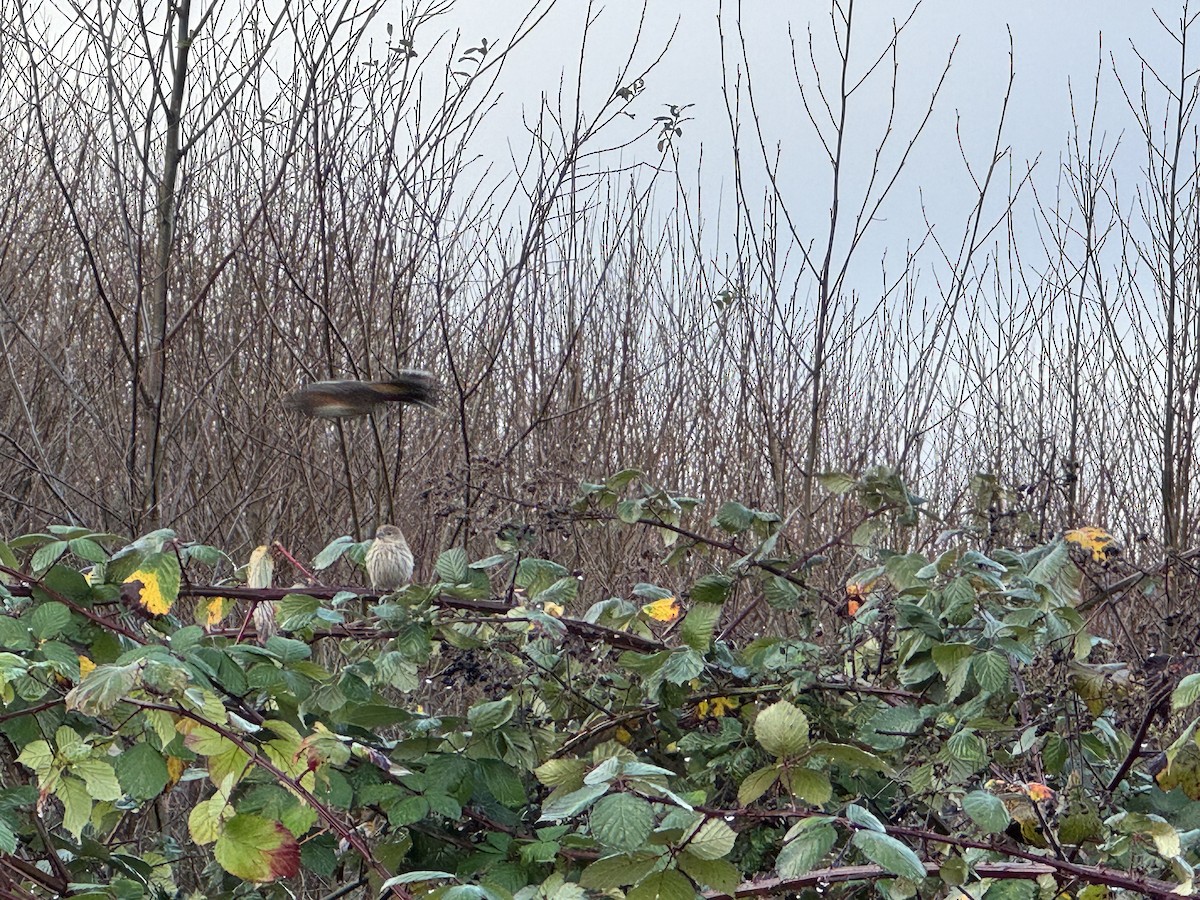 House Finch - ML628267301