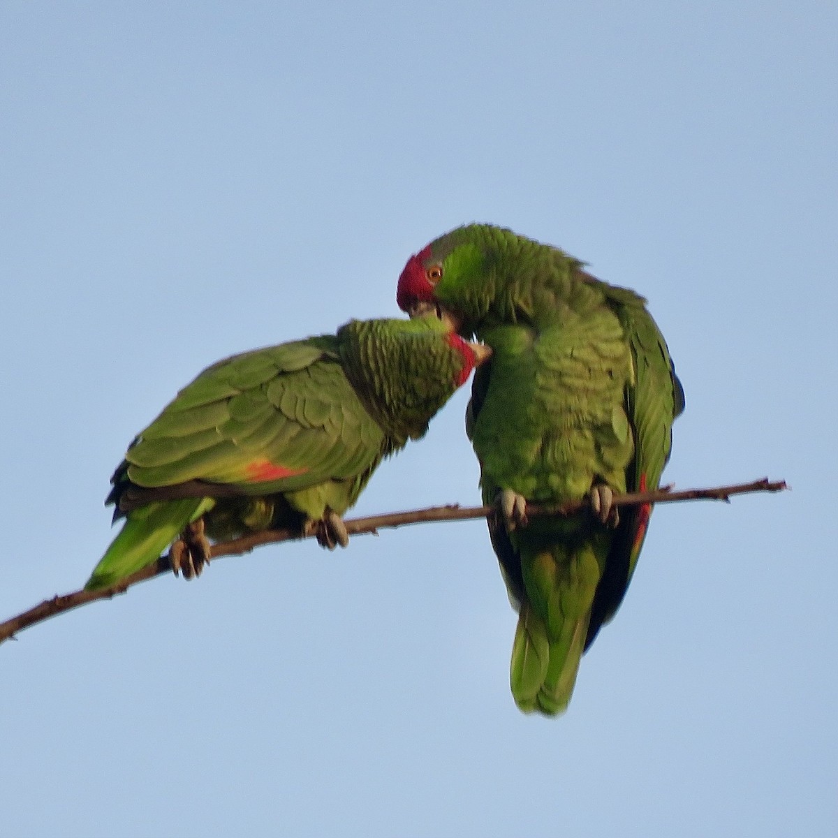 Red-crowned Amazon - ML628267427