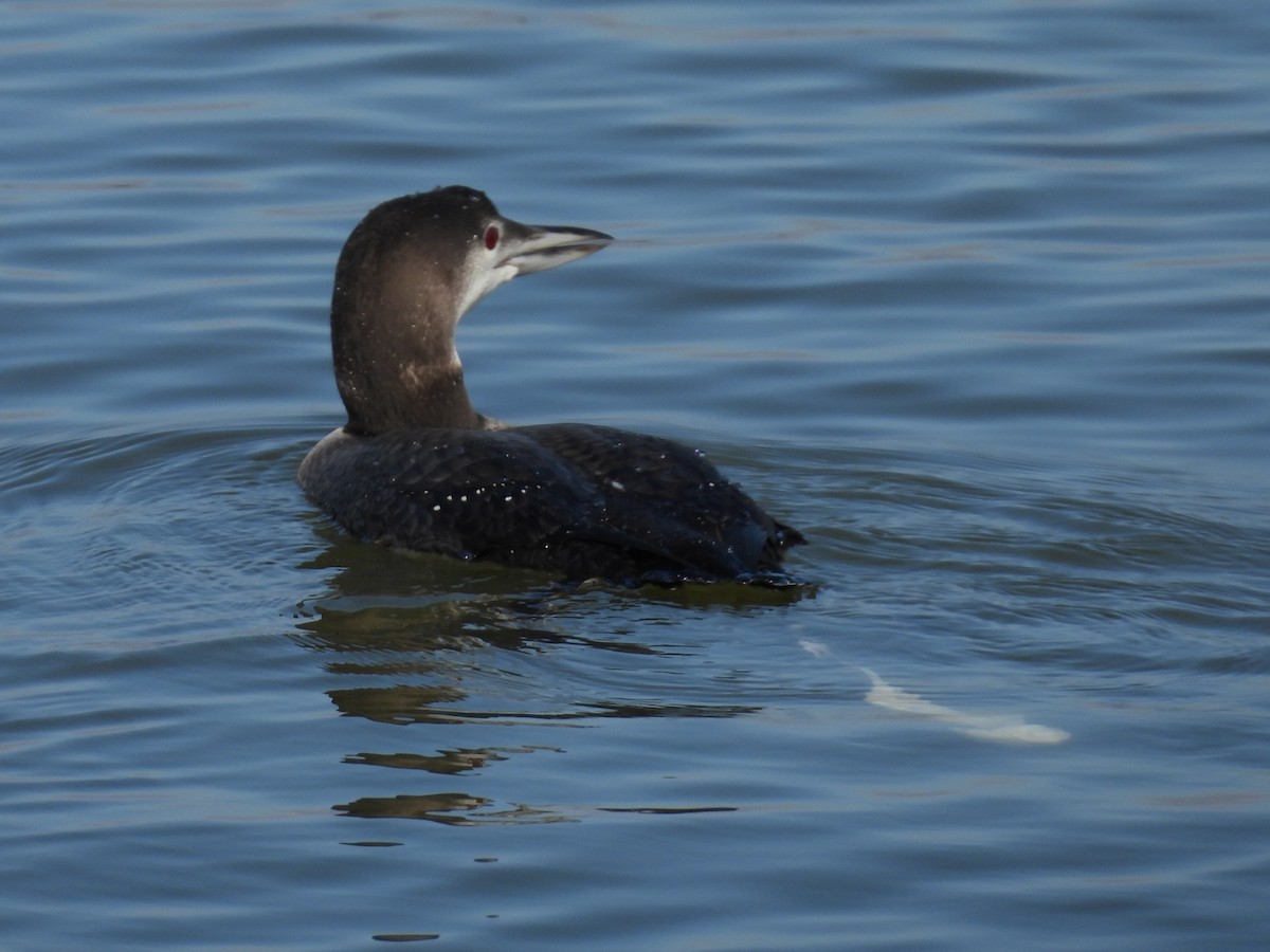 Common Loon - ML628267452