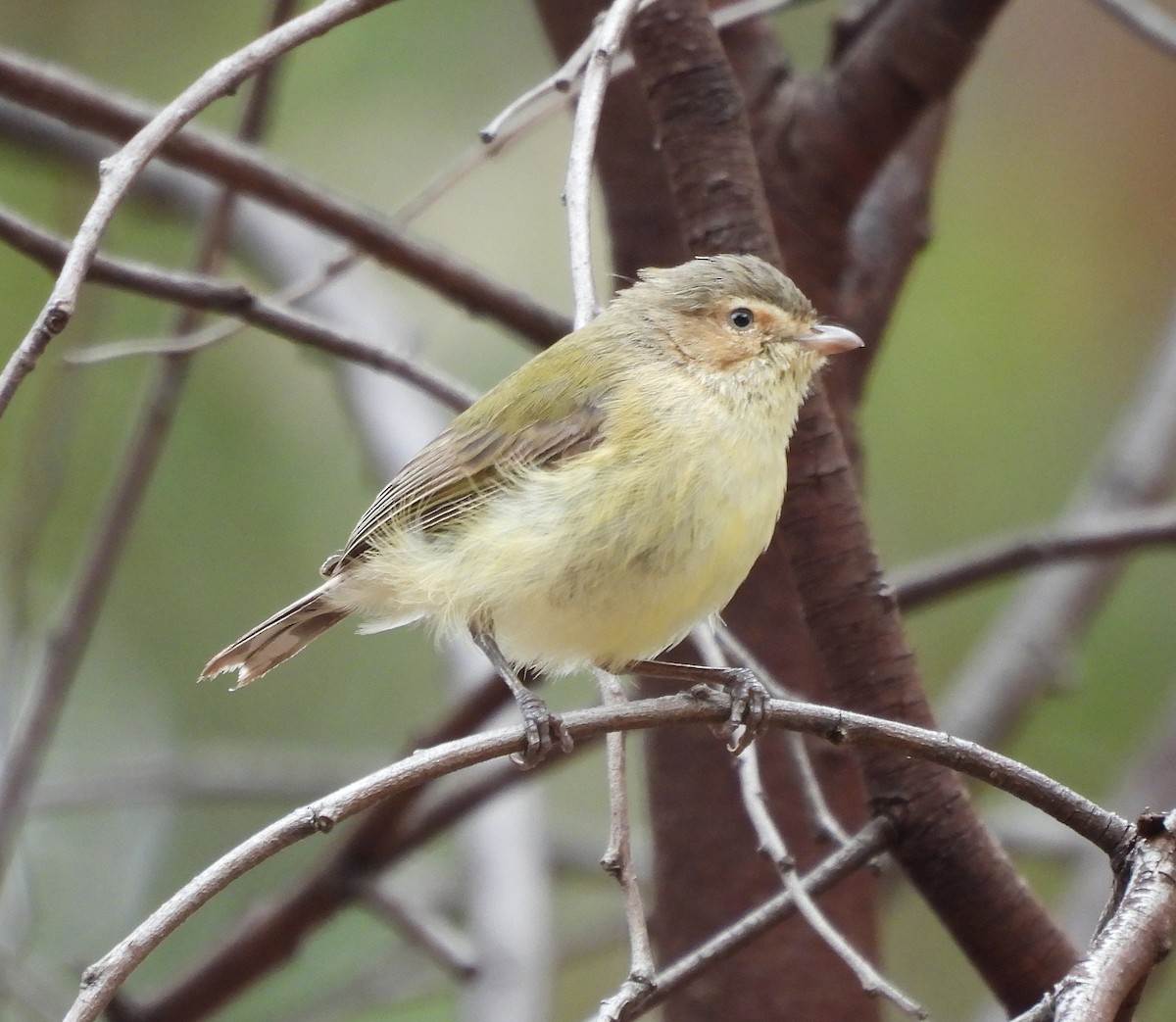 Weebill - ML628267483