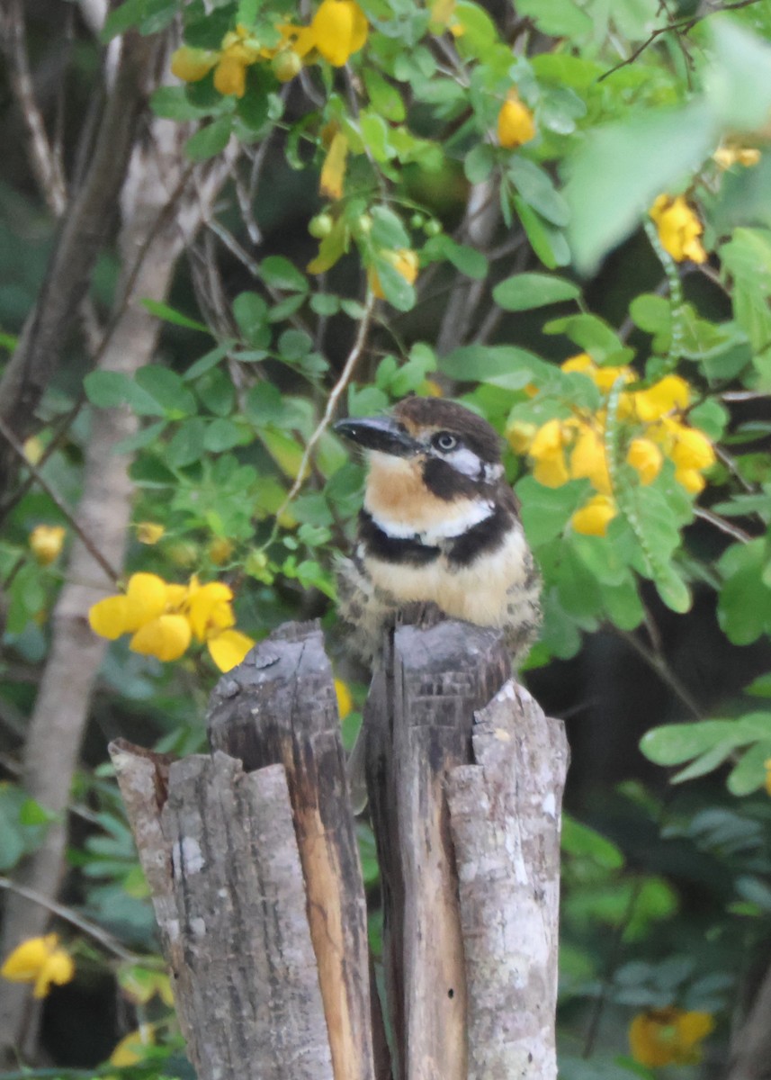 Russet-throated Puffbird - ML628267502