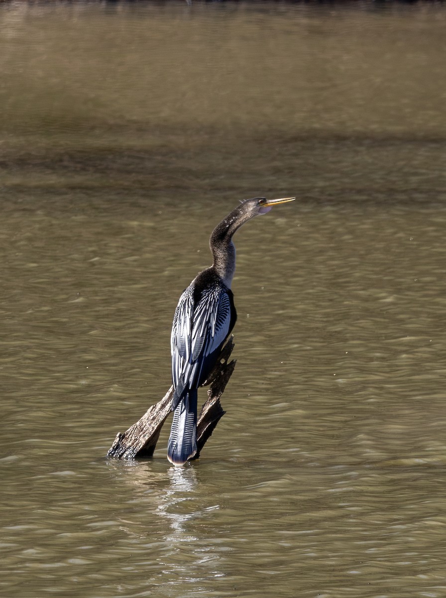 Anhinga - ML628267509