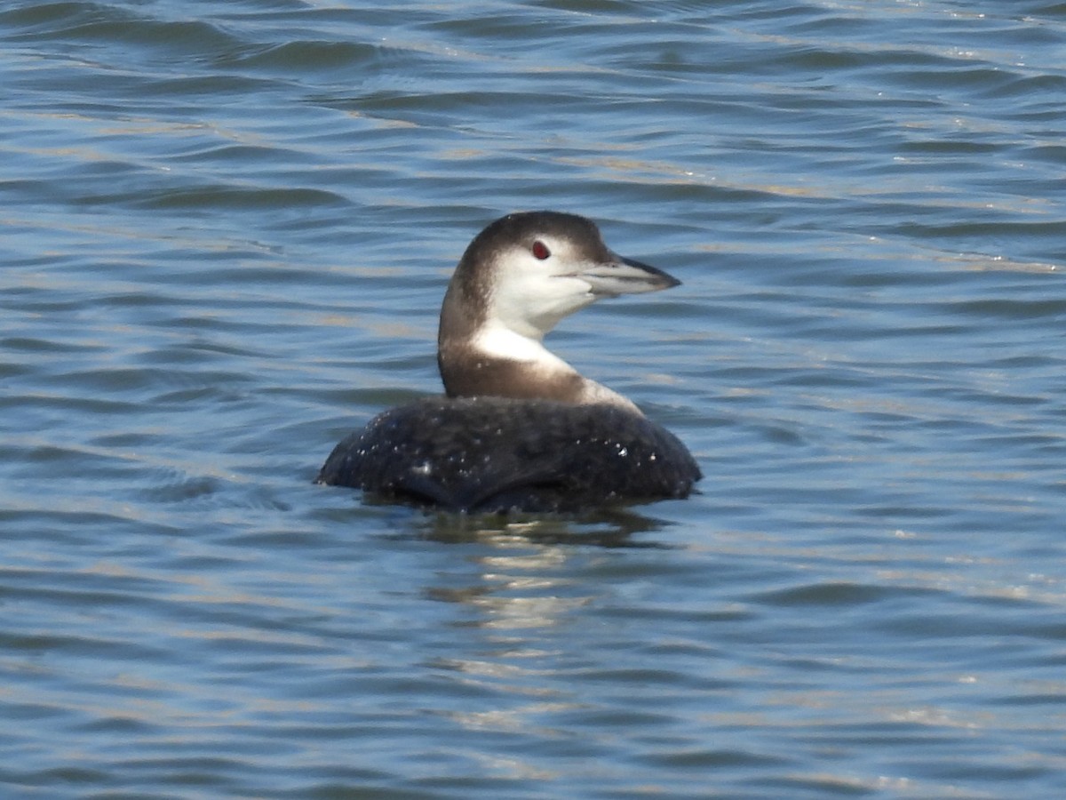 Common Loon - ML628267526